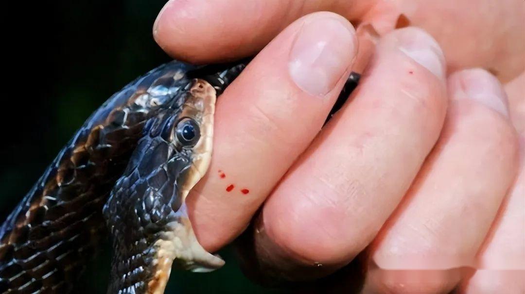 命悬一线浙江男子夜钓踩到剧毒银环蛇网友全村吃席蛇