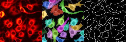 细胞分割神器——Cellpose(批量处理篇) - 知乎