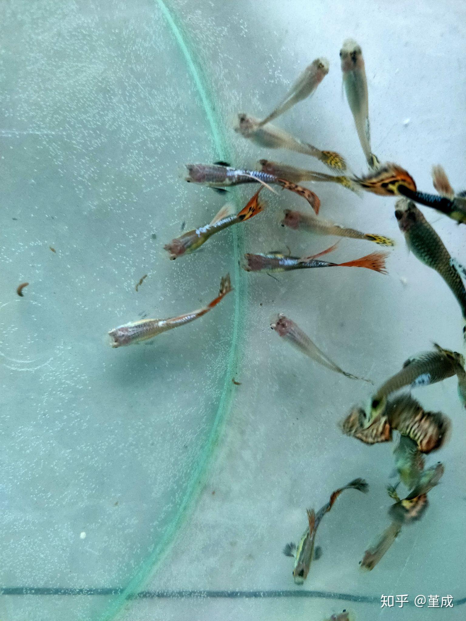 孔雀鱼背部这个白色的是生病了么