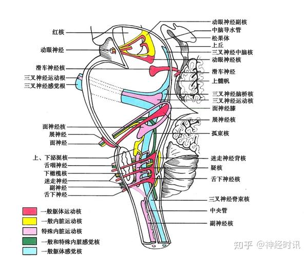 神经解剖学习-脑【干干货满满】 - 知乎