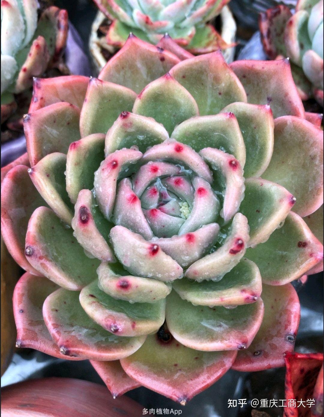 值得推荐的40种多肉 34.香槟