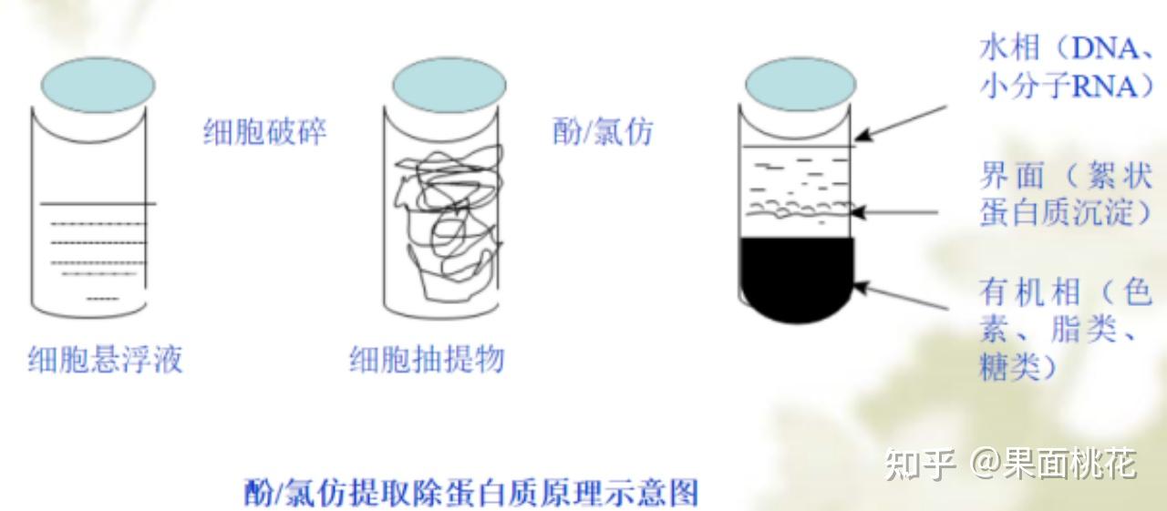 核酸分离(上)---DNA提取那点事 - 知乎