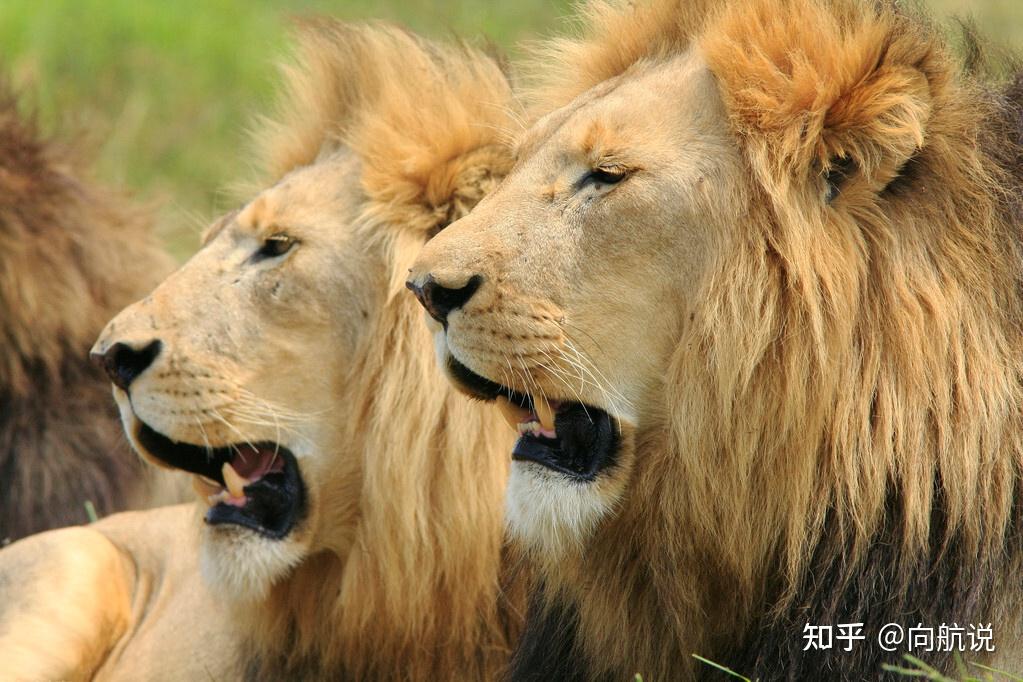 狮群如何构成?狮群中的母狮都是狮王的老婆吗?狮王如何对待女儿 - 知乎
