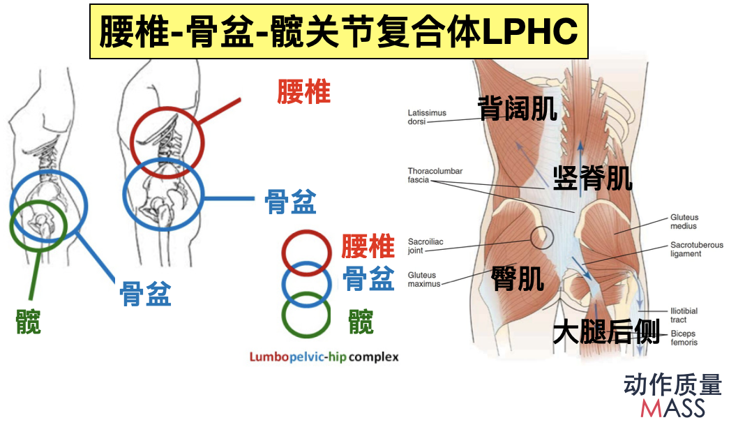 核心肌群如何提升运动表现?