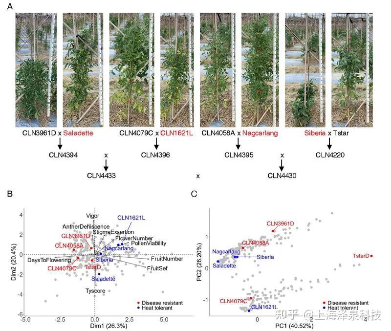 基于番茄多亲本高代互交（MAGIC）群体解析热胁迫下的生殖相关数量性状位点（QTL） - 知乎