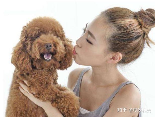 怎么看小狗性格温顺 v2-9f9da78a2d836ed3baee76c7360f8397_r.jpg