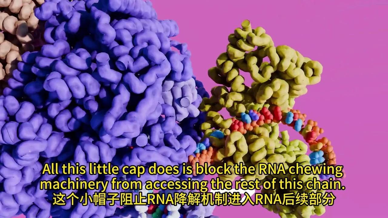 彻底解密DNA转录与mRNA剪接:动画揭秘生物学奥秘 - 知乎