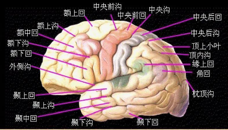 【推荐】颞叶 解剖、血供及影像 - 知乎
