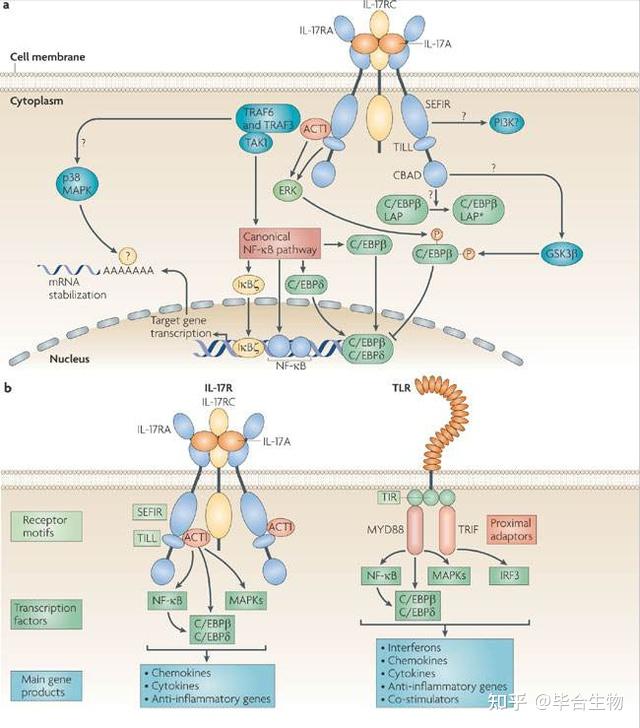 白介素及其生物功能简介 - 知乎
