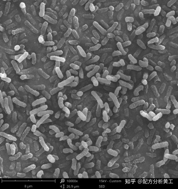 SEM扫描电镜测试的原理与样品制备 - 知乎