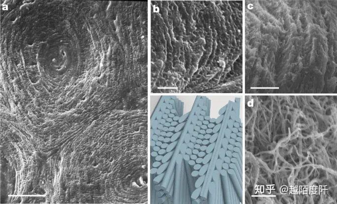 Nature:骨再生的新突破—仿生胶原基质骨修复 - 知乎