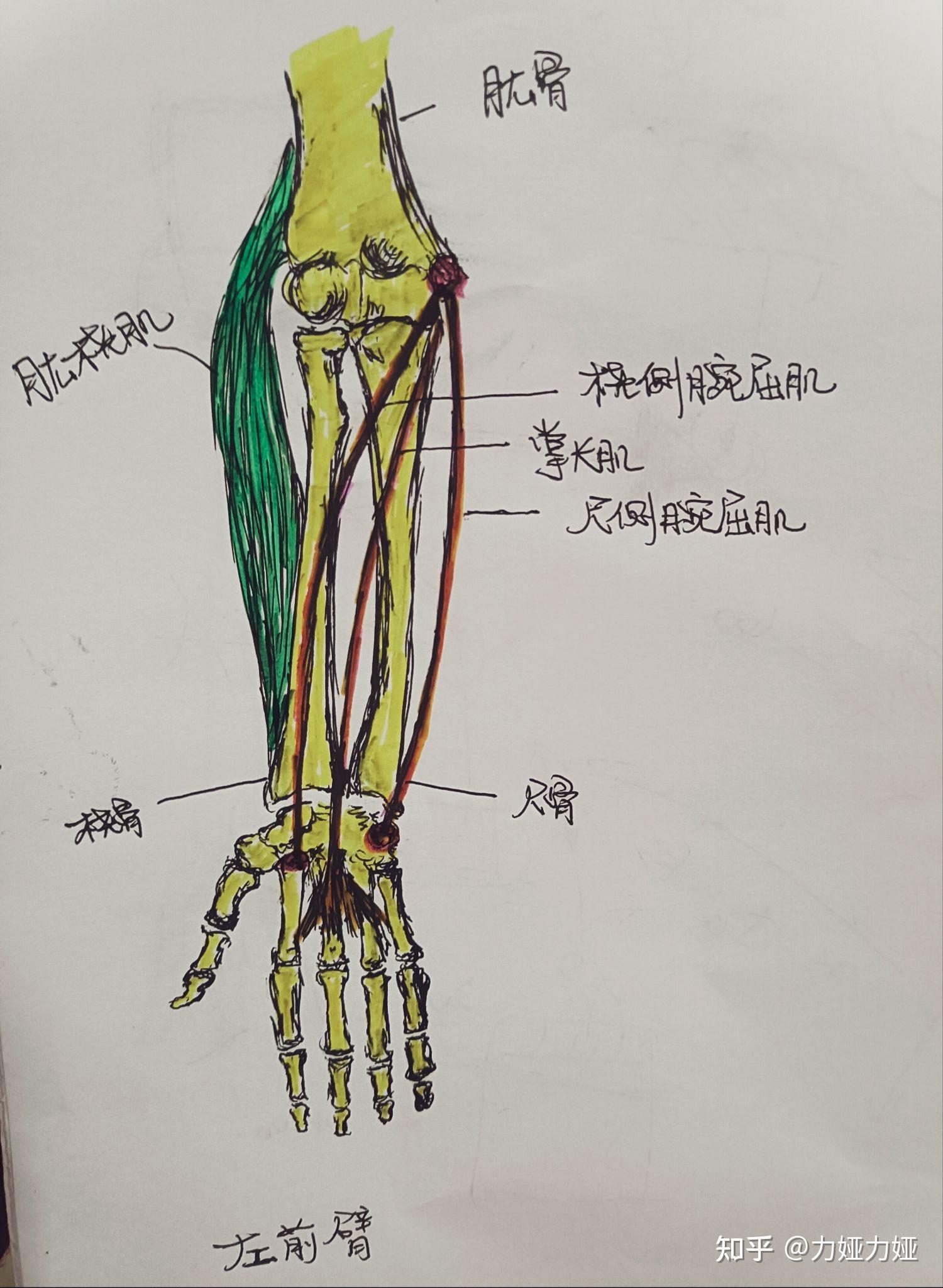 [clinical case sharing] 肱桡肌损伤