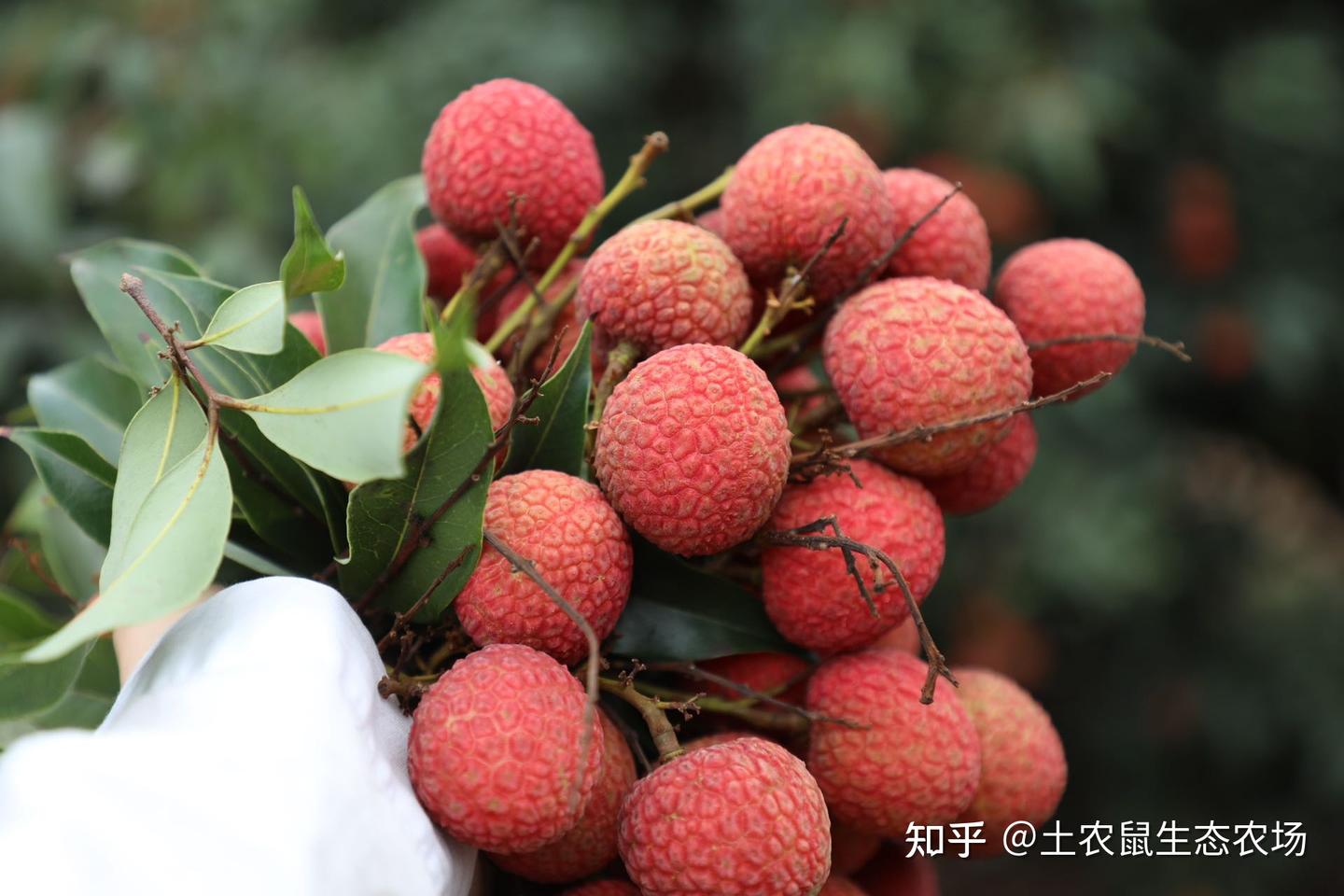高州水库白糖罂荔枝—来自北纬21°的甜蜜 - 知乎