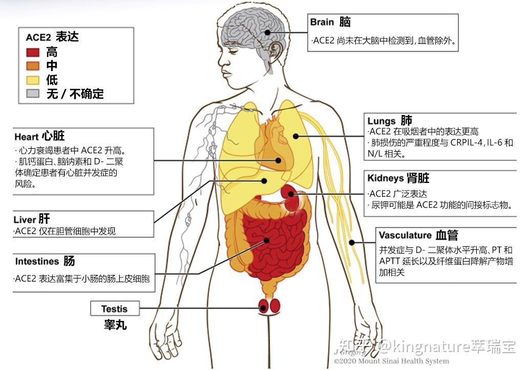 “长新冠”科普—刺突蛋白(Spike protein)与ACE2 - 知乎