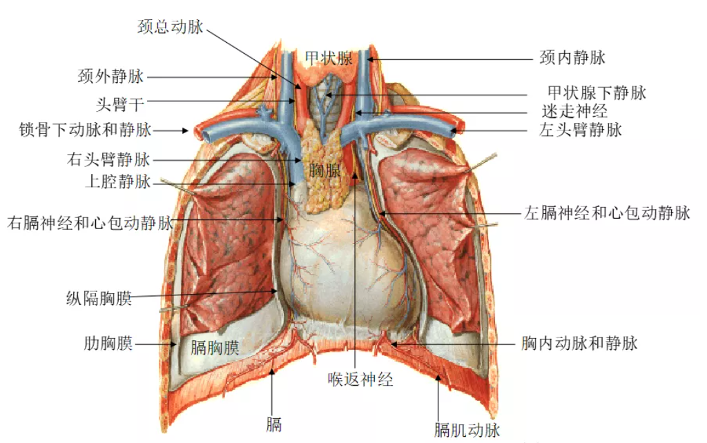 14心脏15心底的表面16心脏膈面17肺的局部解剖18左右肺19肺支气管的