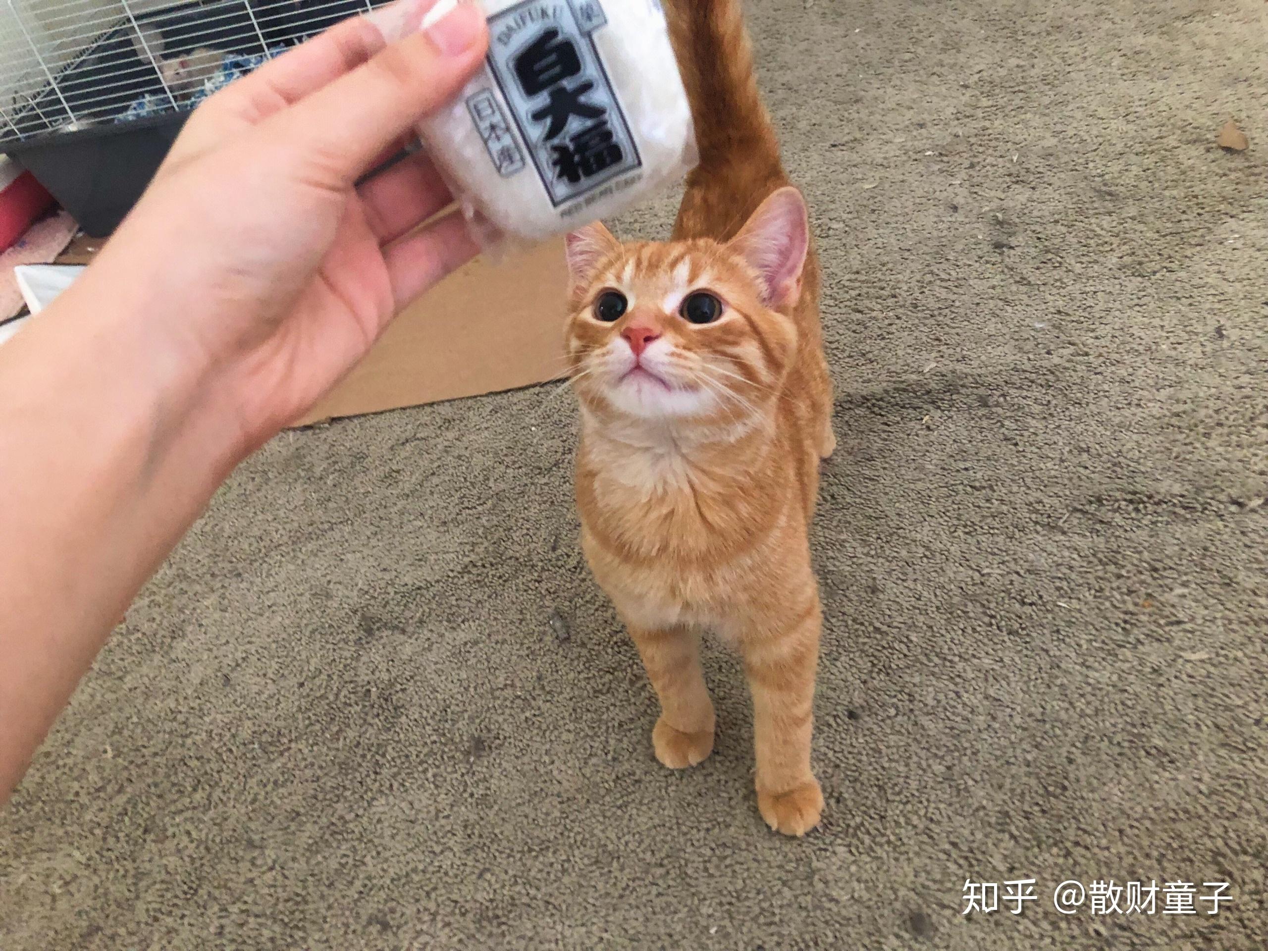 在国外买猫便宜吗