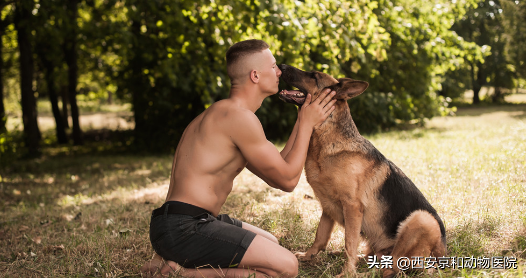 德牧有哪些优缺点？（德牧的优缺点 知乎）