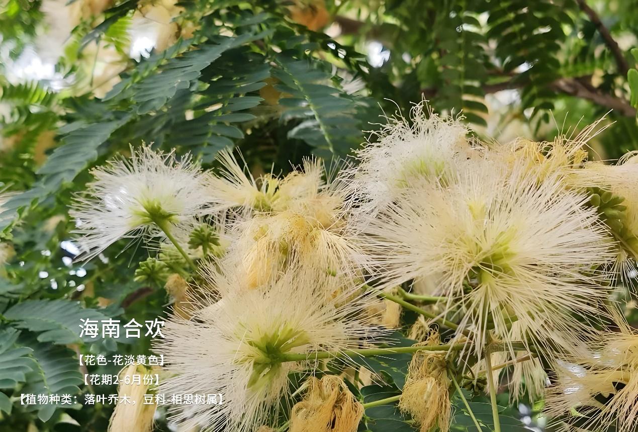 合欢花常见所有品种看看你认识见过那几种 - 知乎