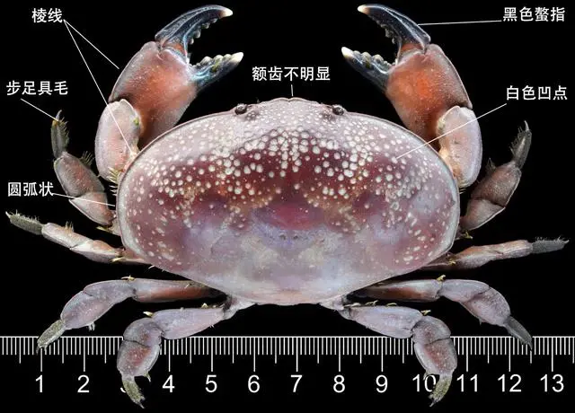 蟹图 阳澄湖大闸蟹