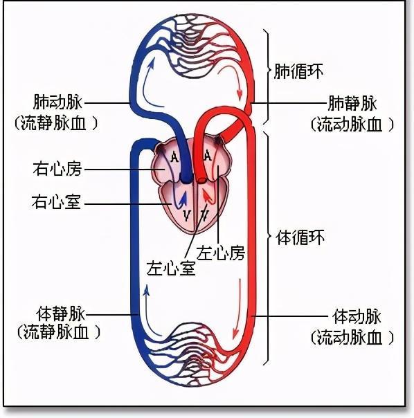 假设一个人将流出的血喝掉