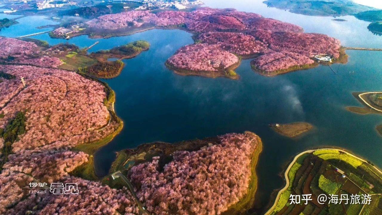 2021年3月中旬4月中旬花樣貴州平壩櫻花金海雪山油菜花三日遊