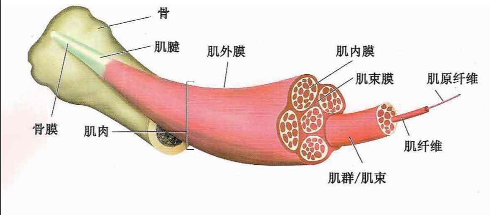 肌肉两端附着地方叫肌腱,中间肥大的地方叫肌腹,看上图中间粉色最粗的