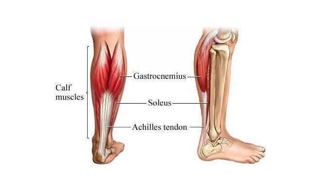 足够完美之足底筋膜炎5完美小腿之小腿三头肌