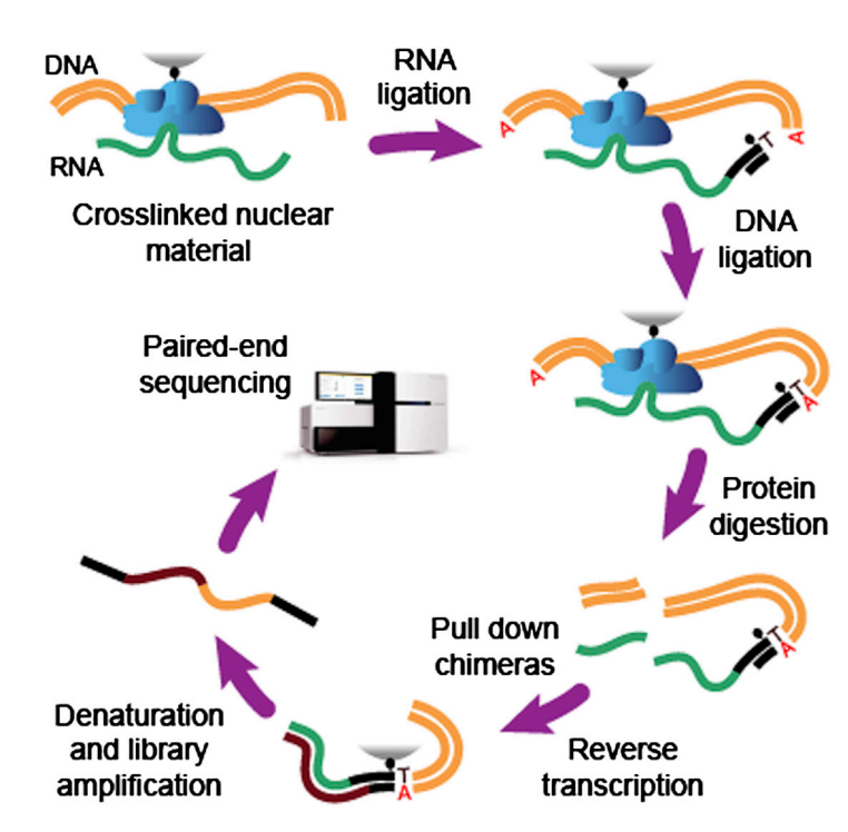 抓拍RNA与染色质DNA聊天时的画面 - 知乎