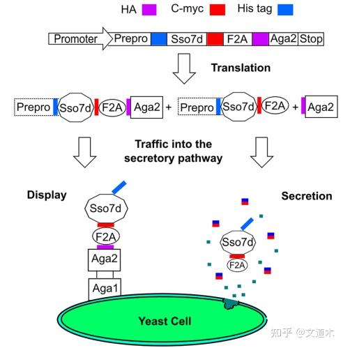 酵母表面展示技术分泌vs展示
