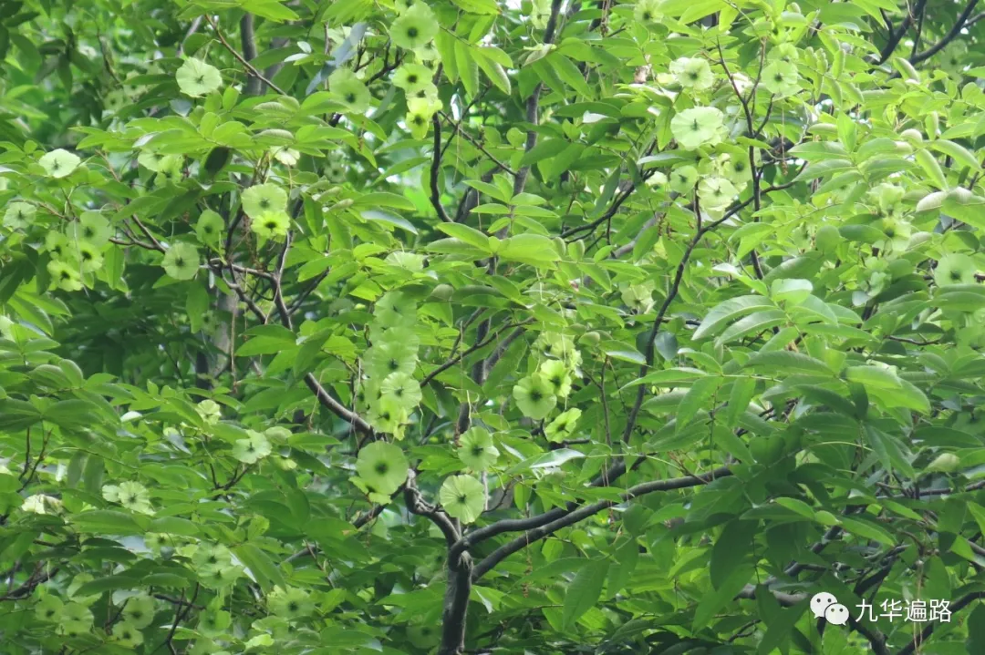 九华山 上禅堂 金钱树 青钱柳乾隆年间王文禧公曾为上禅堂赠"秀冠云林