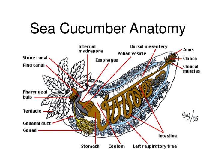 海参解剖图图片