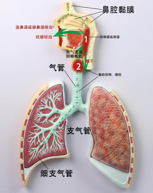 孩子咳嗽时，如何区分是干咳还是湿咳呢？