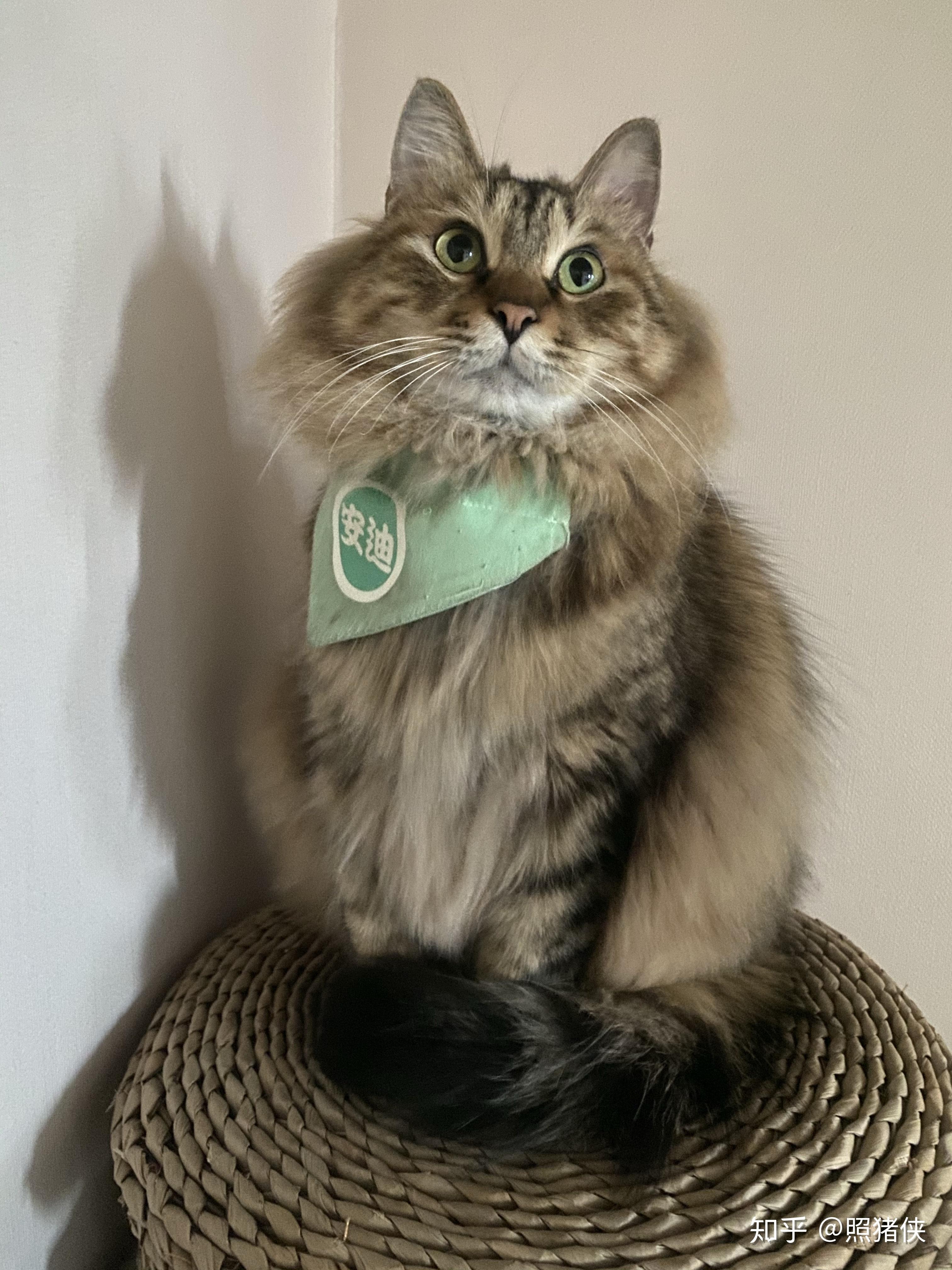 有人养长毛的狸花猫吗?真的长得像缅因猫吗? - 知乎