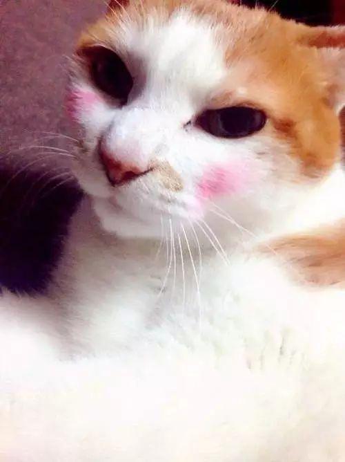 给猫脸上画腮红堪比去韩整了容