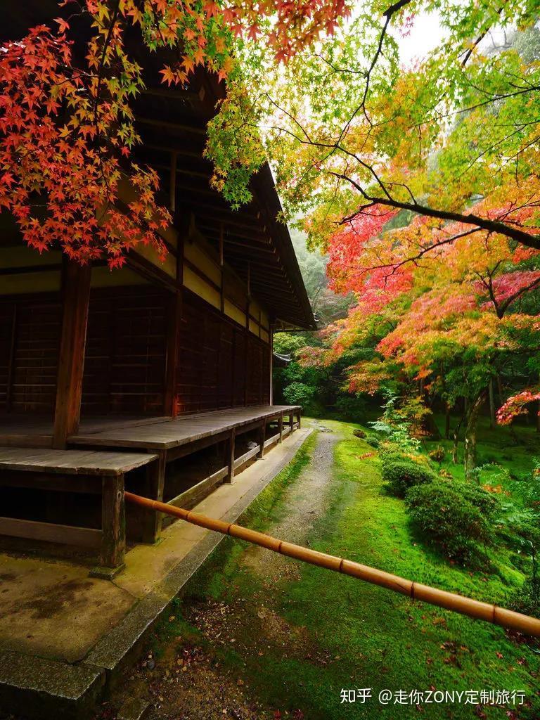 一张天赐的地毯,密实的包裹了一切,也赋予了这里一个新的名字——苔寺