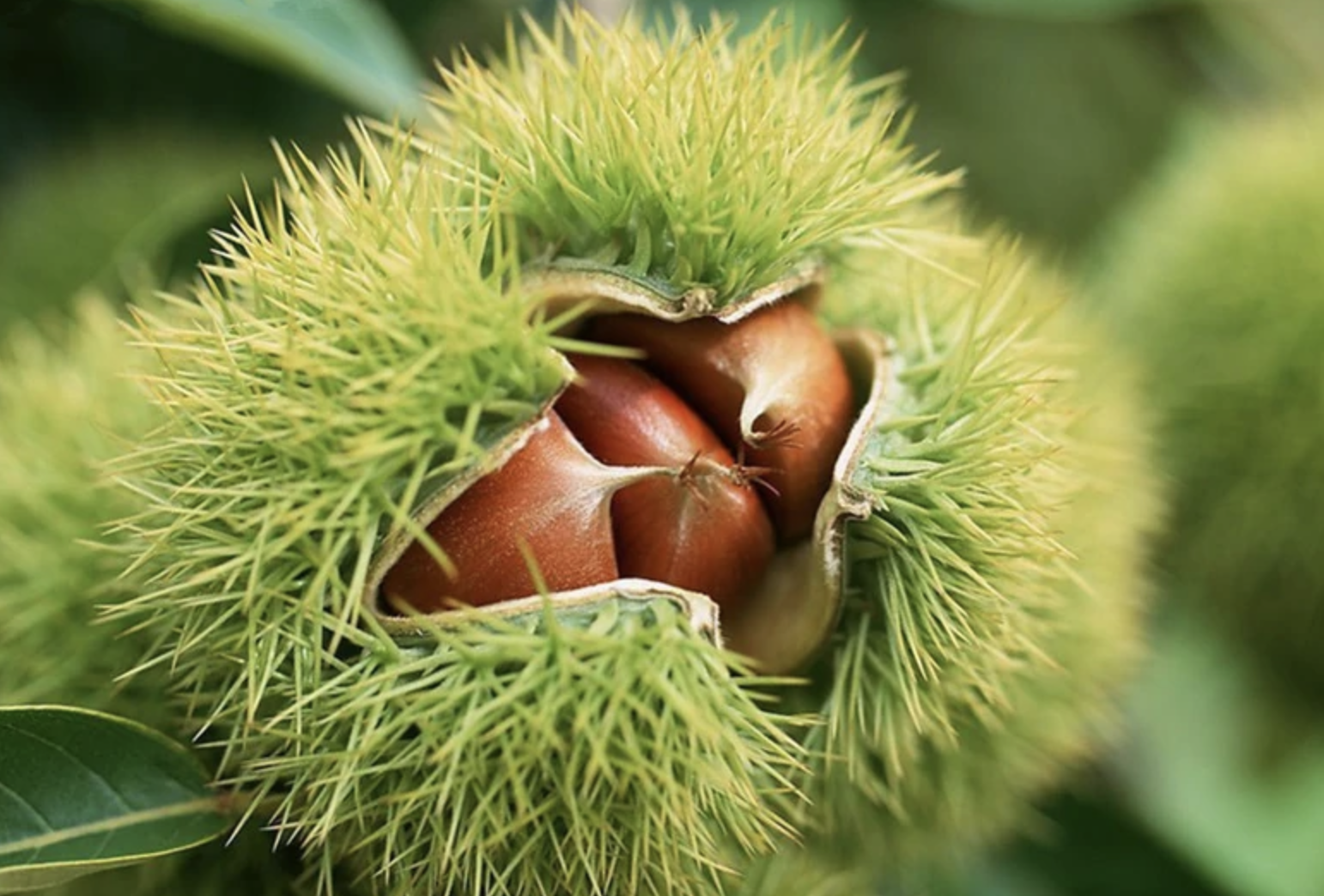 锐刺有长短和疏密,内藏的坚果2-3颗,板栗果实呈紫褐色带有被黄褐色毛