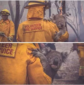 澳洲大火迅猛考拉们被活活烤焦惨不忍睹