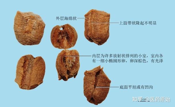 桑螵蛸(小刀螂)桑螵蛸药材黑螵蛸黑螵蛸略呈平行四边形,长2～4cm,宽1.