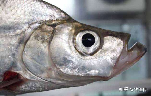 鱼塘老板不想让你知道的钓翘嘴鱼诀窍!十年钓龄的高手都这样钓的