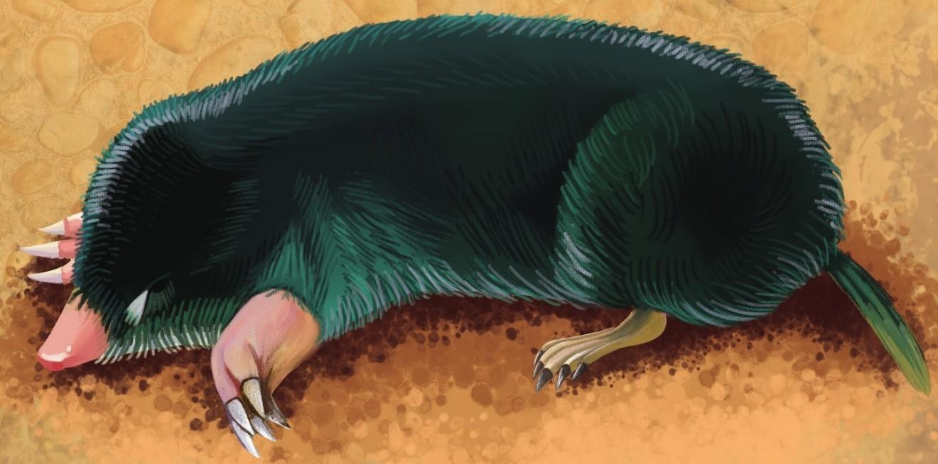 80g食性:小鱼,无脊椎动物等分布:北美洲东部星鼻鼹是个名副其实的游泳