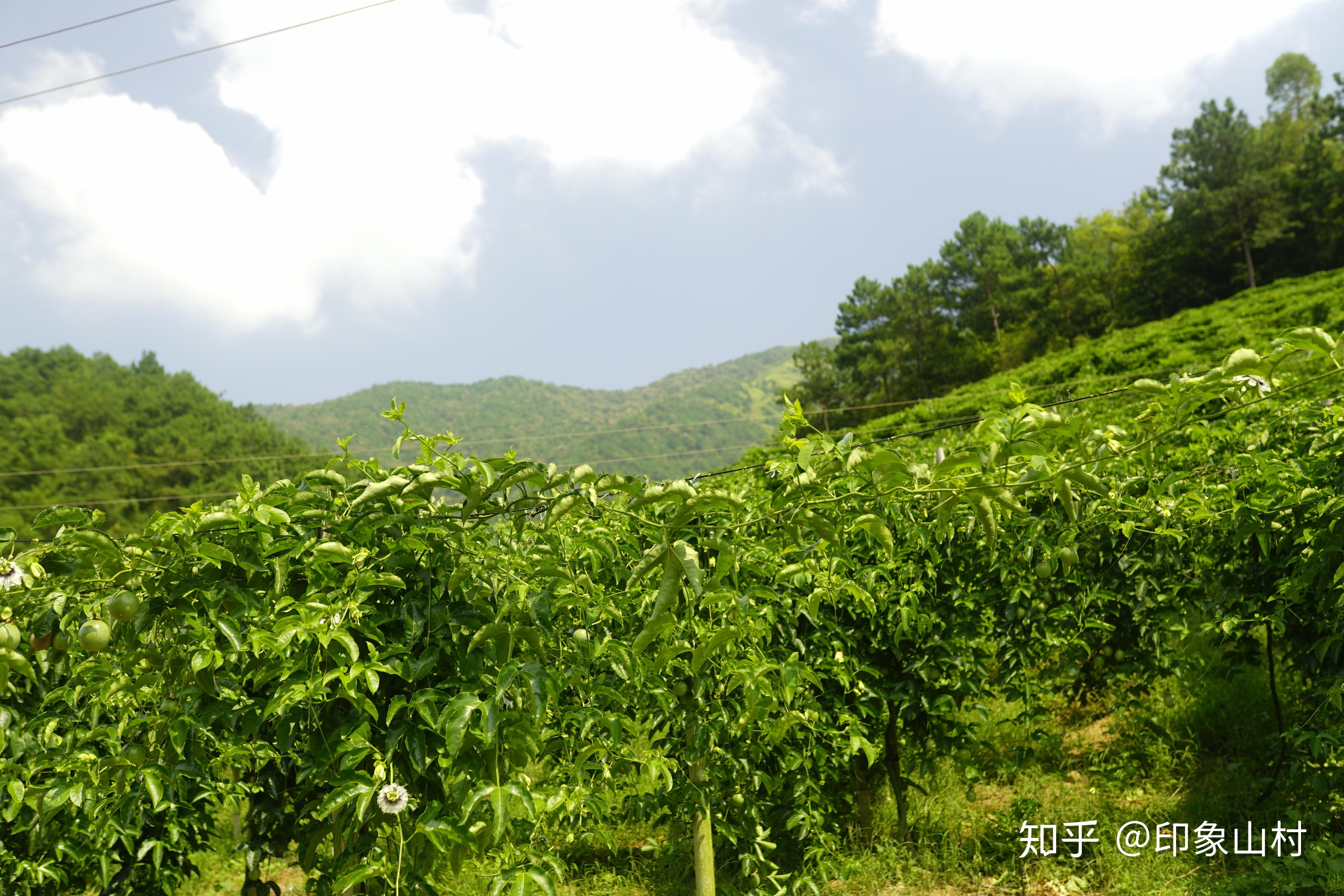 夏日網紅水果印象山村百香果園採摘記