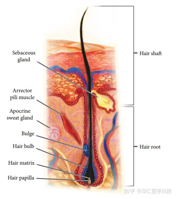 毛囊结构图[2]