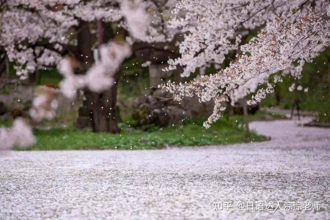 但對於日本人來說,櫻樹是非常神聖的,在樹下聚集時可以敞開心扉,甚至