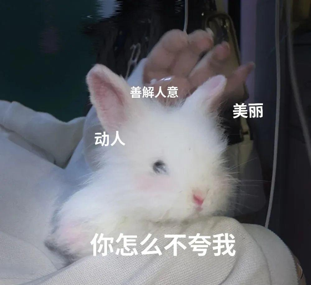 pull-a-rabbit-out-of-my-hat