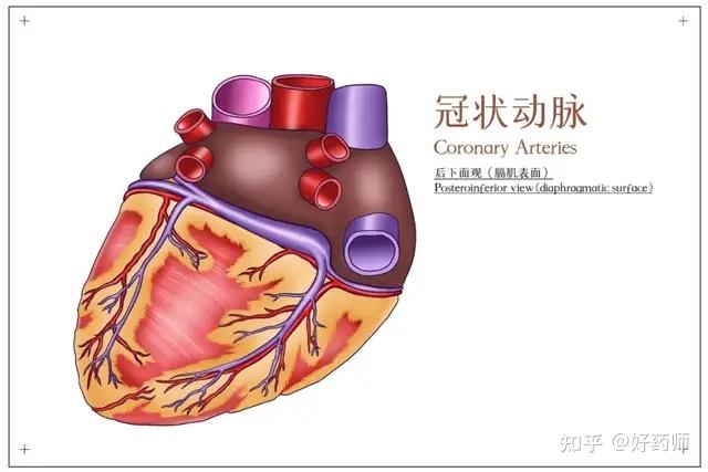 冠状动脉彩图图片