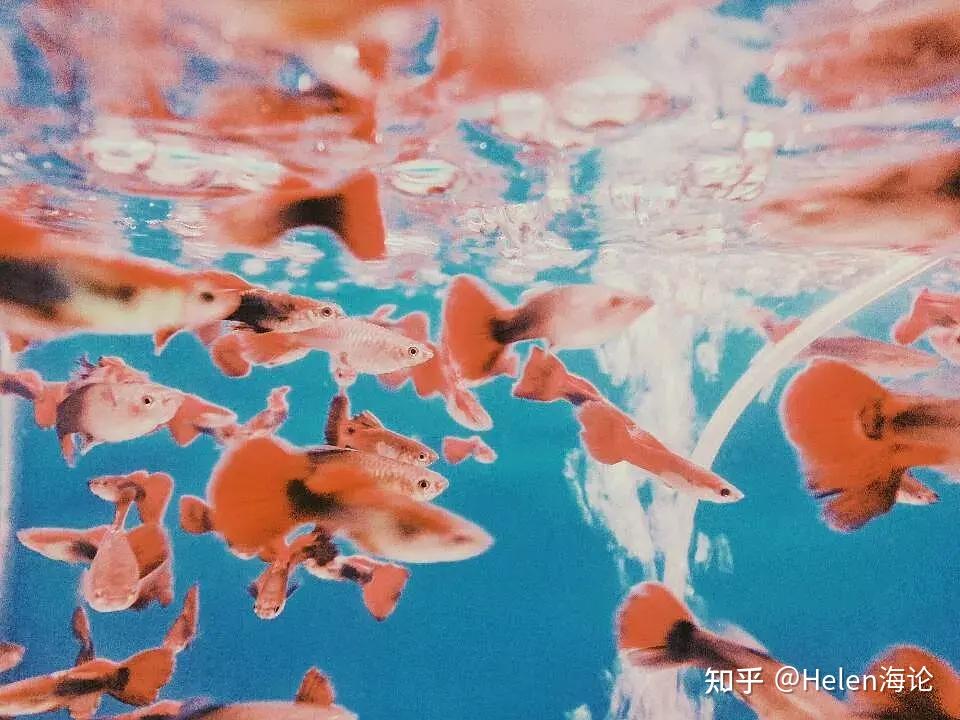 来自海论学生写的乌鳢与大马哈鱼的启示 - 知乎
