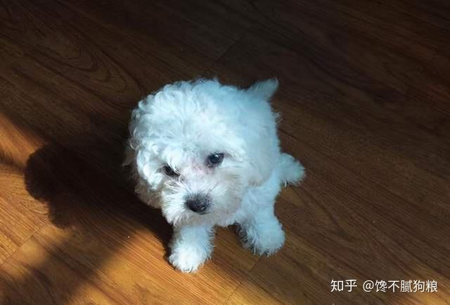 比熊犬1歲人7歲是上世紀的算法附上最新年齡對照表