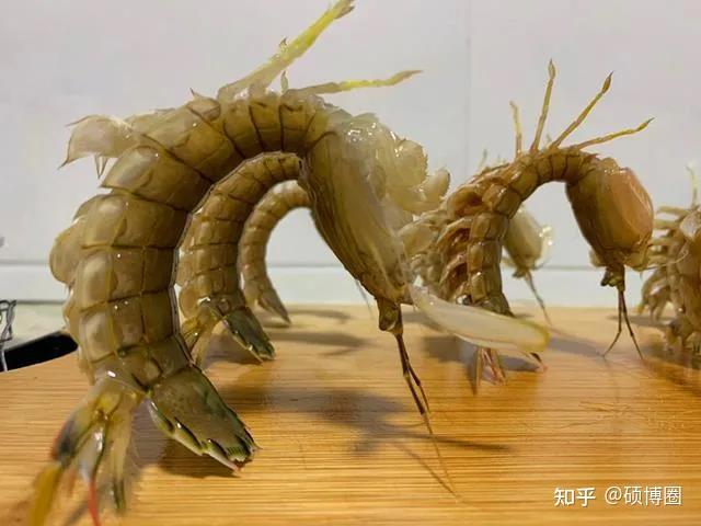 儘管螳螂蝦(mantis shrimp / 又稱