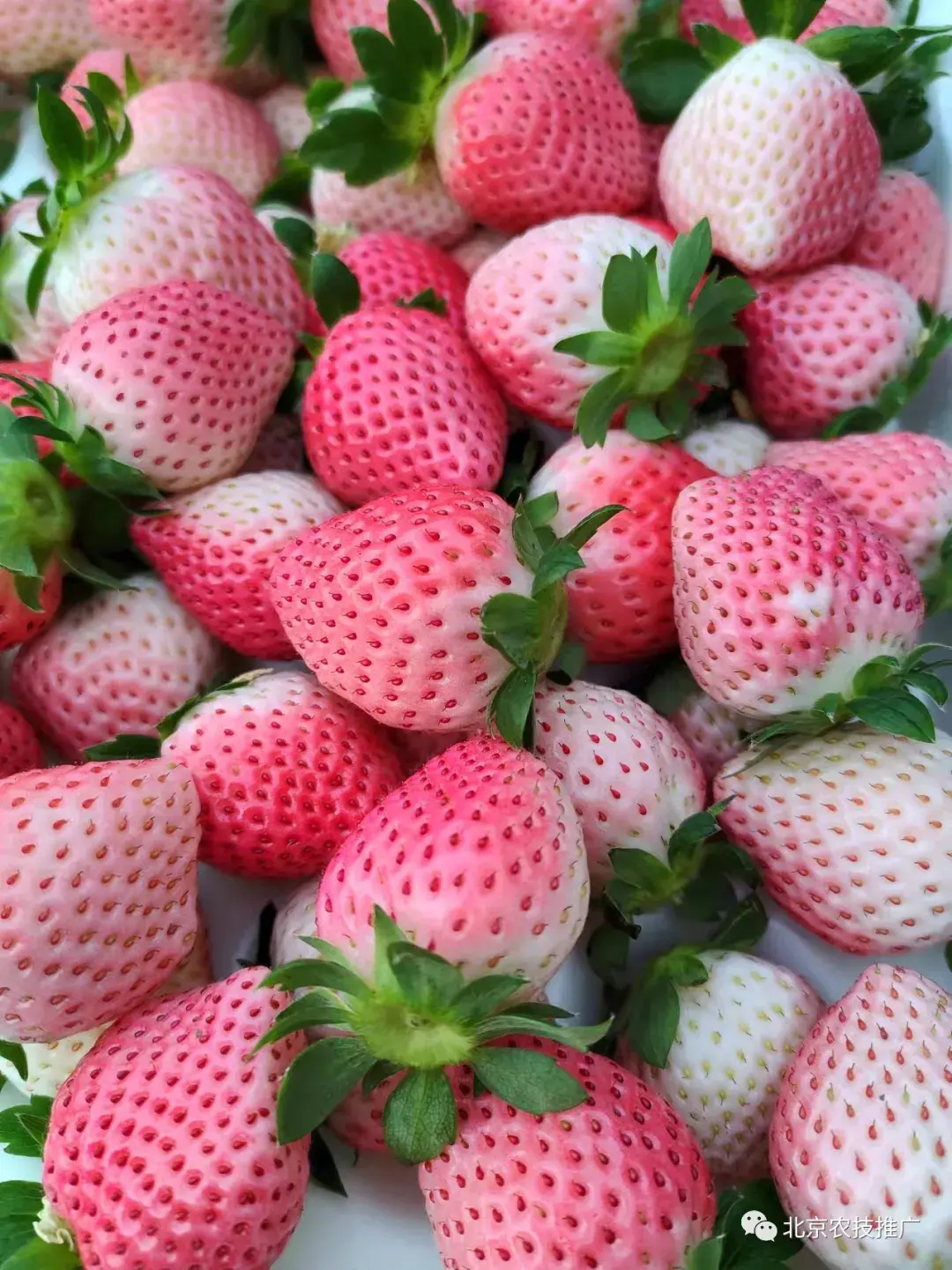 北京粉玉草莓成熟啦