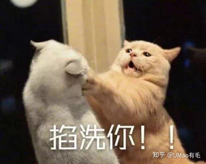 出门遛猫，结果猫当场去世！真凶不只是应激反应！！！ 知乎 6310